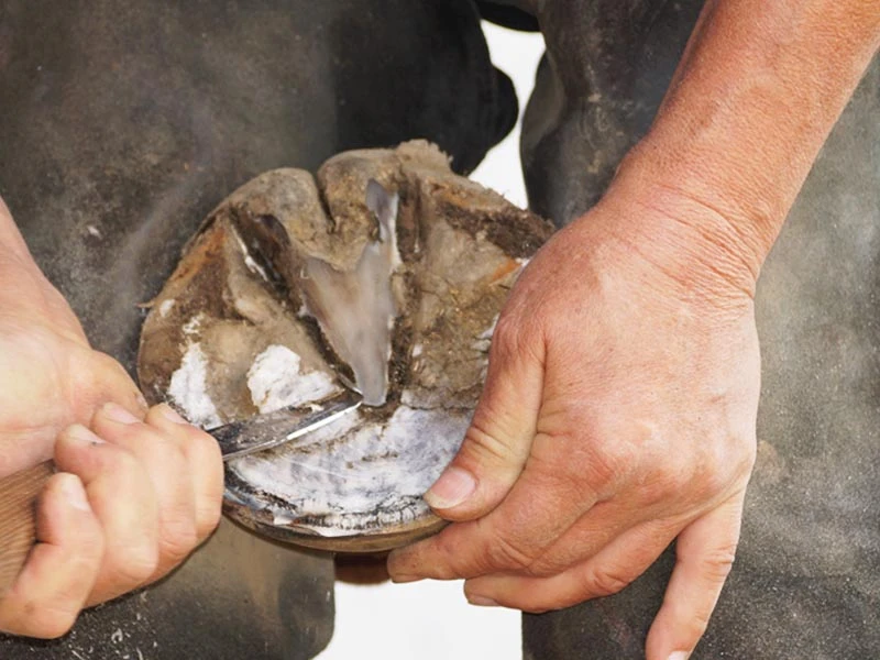 Un maniscalco utilizza un coltello da maniscalco per tagliare lo zoccolo di un cavallo.