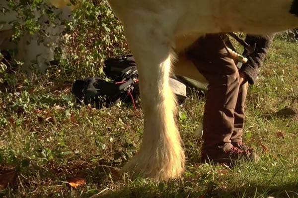 Un muletier ferre son cheval dans une prairie