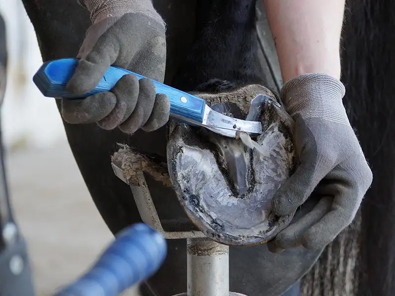 Un maniscalco utilizza il coltelloLoop di WSH Hoofcare con manico in legno blu per il pareggio dello zoccolo.