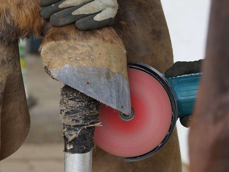 Il maniscalco leviga lo zoccolo del cavallo con una smerigliatrice angolare con un disco abrasivo in fibra del marchio Pferd